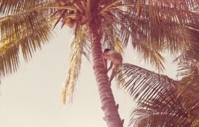 photograph of coconut tree - Poulo Gama Island - 24 December, 1965